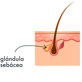 glandula