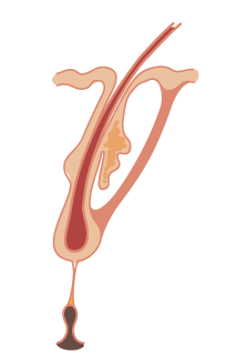 fase-telogena